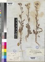 Senecio pinnatipartitus Sch.Bip. ex Oliv. & Hiern [family COMPOSITAE]