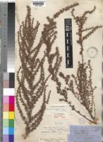 Cliffortia linearifolia unrecorded [family ROSACEAE]