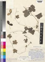 Isotype of Cucumis umbrosus A.Meeuse & Strey [family CUCURBITACEAE]