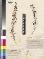 Type of Erica lanceolifera unrecorded [family ERICACEAE]