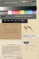 Type of Freesia rubella Baker [family IRIDACEAE]