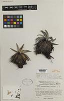 Isotype of Navia incrassata L.B.Sm. & Steyerm. [family BROMELIACEAE]