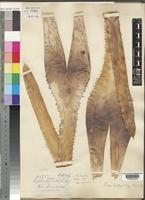 Type of Streptocalyx orthopoda Baker [family BROMELIACEAE]
