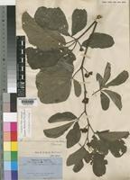 Ampelocissus obtusata (Welw. ex Baker) Planch. [family VITACEAE]