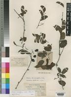 Isosyntype of Cissus lonicerifolius C.A.Sm. [family VITACEAE]