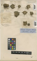 Lectotype of Plantago lanigera Hook.f. [family SCROPHULARIACEAE]