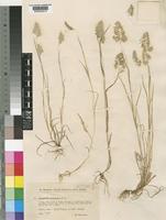 Cynosurus elegans Desf. [family POACEAE]