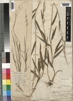 Ehrharta erecta Lam. [family POACEAE]