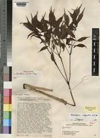 Holotype of Gonatopus clavatus Mayo [family ARACEAE]