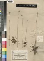 Type of Eriocaulon sonderianum Körn. [family ERIOCAULACEAE]