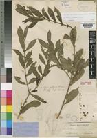 Tricalysia pallens Hiern [family RUBIACEAE]