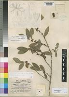 Isolectotype of Tricalysia myrtifolia S.Moore [family RUBIACEAE]
