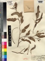 Isotype of Eucalyptus orgadophila Maiden & Blakely [family MYRTACEAE]