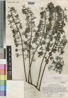 Type of Polyscias felicis Bernardi [family ARALIACEAE]