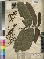 Pycnanthus angolensis (Welw.) Warb. [family MYRISTICACEAE]
