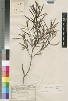 Type of Euclea eylesii Hiern [family EBENACEAE]
