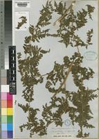 Syntype of Davallia polypodioides (Sw.) D.Don var. pubescens Hook. [family DAVALLIACEAE]