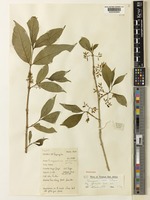 Holotype of Vangueria randii S.Moore subsp. acuminata Verdc. [family RUBIACEAE]