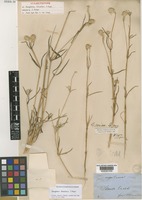 Isolectotype of Gomphrena breviflora F.Muell. [family AMARANTHACEAE]