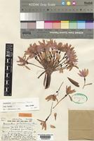 Isotype of Haemanthus pole-evansii Oberm. [family AMARYLLIDACEAE]