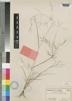 Aristida brainii Melderis [family POACEAE]