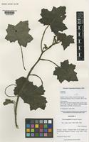 Isotype of Nasa jungifolia (Weigend) Weigend [family LOASACEAE]