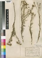 Type of Senecio evelynae Muschl. [family COMPOSITAE]