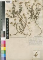 Endopappus macrocarpus Sch.Bip. [family COMPOSITAE]