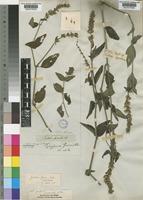 Justicia flava (Vahl) Vahl [family ACANTHACEAE]