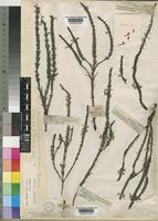 Striga bilabiata (Thunb.) Kuntze [family SCROPHULARIACEAE]
