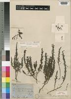 Holotype of Striga barteri Engl. [family SCROPHULARIACEAE]