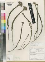 Holotype of Selago leptothrix Hilliard [family SCROPHULARIACEAE]