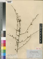 Indigofera lupatana Baker f. [family LEGUMINOSAE-PAPILIONOIDEAE]