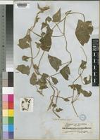 Type of Thunbergia alata Bojer ex Sims var. reticulata (Hochst. ex Nees) Burkill [family ACANTHACEAE]