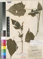 Syntype of Thunbergia swynnertonii S.Moore var. cordada S.Moore [family ACANTHACEAE]