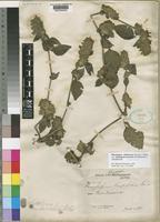 Isotype of Phaulopsis imbricata (Forssk.) Sweet subsp. madagascariensis M.Manktelow [family ACANTHACEAE]