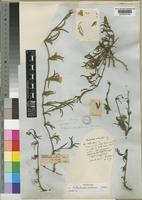 Lectotype of Calophanes setosus Nees [family ACANTHACEAE]