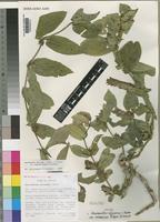 Isotype of Neuracanthus africanus T.Anderson ex S.Moore var. masaicus Bidgood & Brummitt [family ACANTHACEAE]