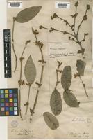 Type of Lonicera standishii Jacques [family CAPRIFOLIACEAE]