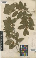 Type of Lonicera chrysantha Turcz. [family CAPRIFOLIACEAE]