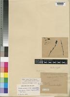 Alectra rigida (Hiern) Hemsl. subsp. paludosa (A.Chev.) Hepper [family SCROPHULARIACEAE]