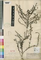 Type of Selago welwitschii Rolfe [family SCROPHULARIACEAE]