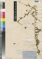 Seddera suffruticosa (Schinz) Hallier f. var. suffruticosa [family CONVOLVULACEAE]