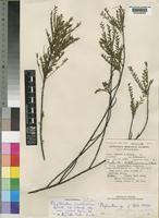Type of Phyllanthus bernerianus Baill. ex Müll.Arg. var. glaber Radcl.-Sm. [family EUPHORBIACEAE]
