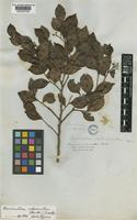 Holotype of Humiriastrum subcrenatum (Benth.) Cuatrec. [family HUMIRIACEAE]