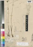 Type of Eulophia venulosa Rchb.f. [family ORCHIDACEAE]