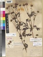 Bidens mannii T.G.J.Rayner [family COMPOSITAE]