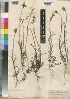 Linaria elegans Hort. ex Vilm. [family SCROPHULARIACEAE]