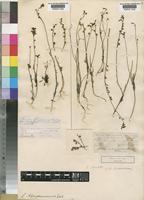 Linaria bipartita (Vent.) Willd. [family SCROPHULARIACEAE]