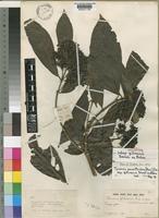 Holotype of Tarenna pavettoides (Harv.) Sim subsp. gillmanii Bremek. ex Bridson [family RUBIACEAE]